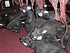Gotta have rats!