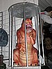 Caged Beasts